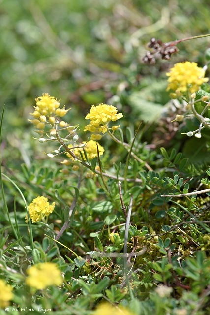 Photographie Plante