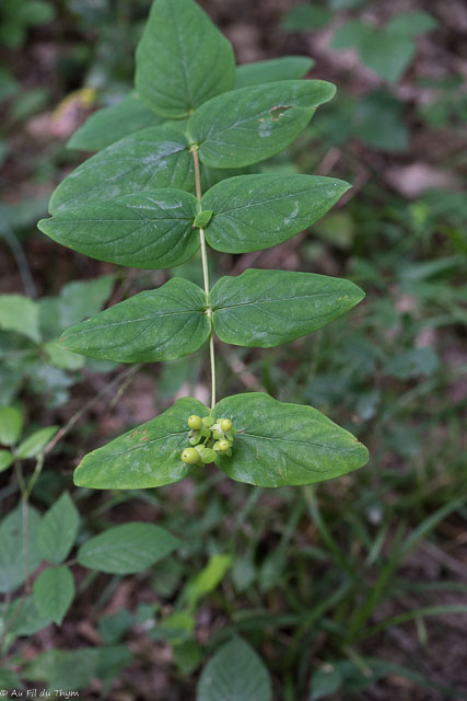Photographie Plante