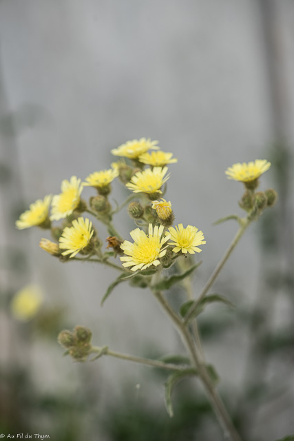 Photographie Plante