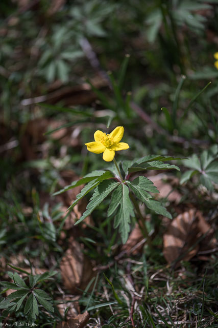 Photographie Plante