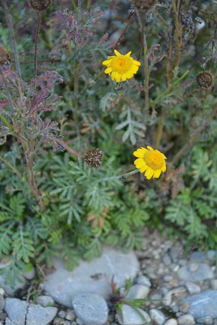 Photographie Plante