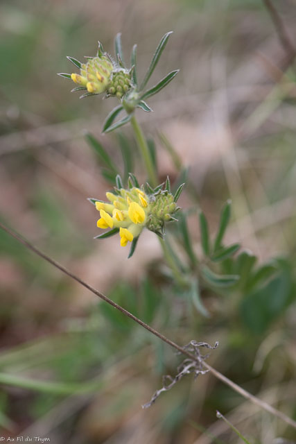 Photographie Plante