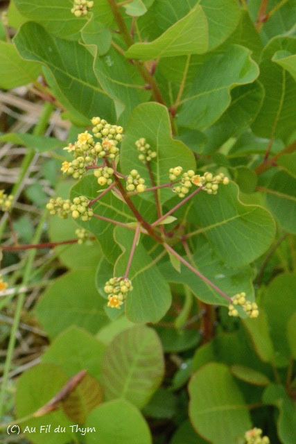 Photographie Plante