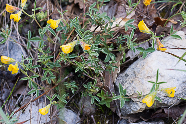 Photographie Plante