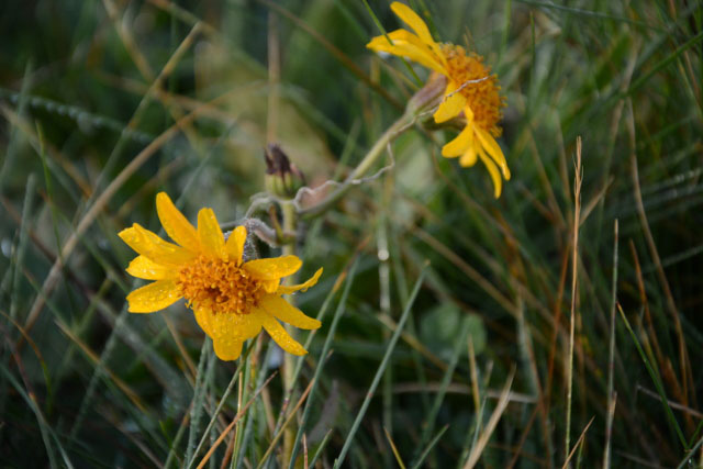 Photographie Plante