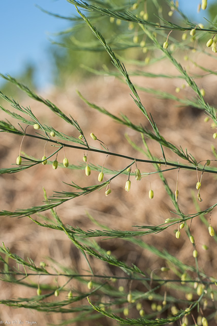 Photographie Plante