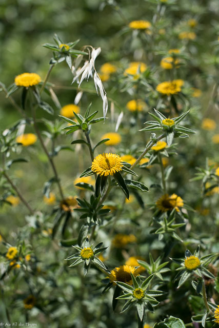 Photographie Plante
