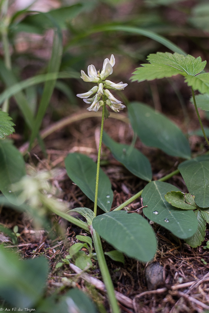 Photographie Plante