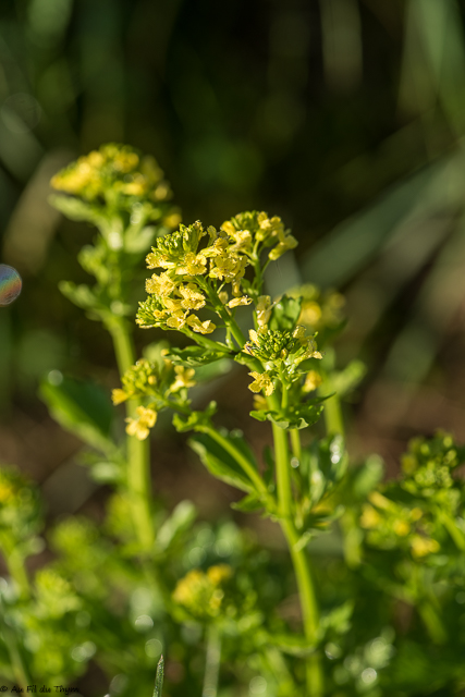 Photographie Plante