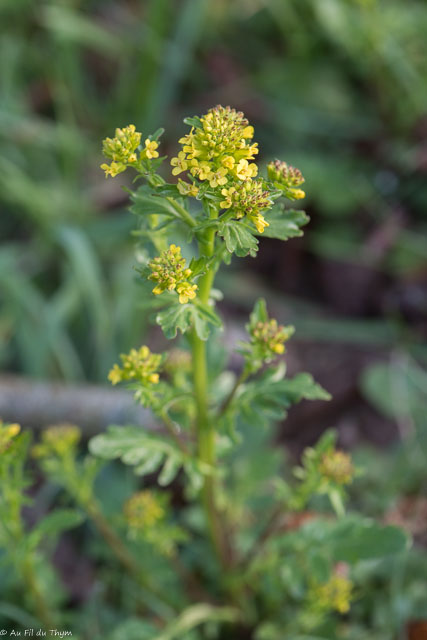 Photographie Plante