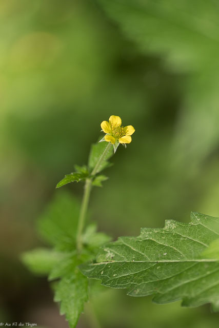 Photographie Plante