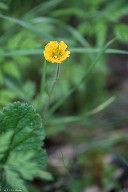 Photographie Plante