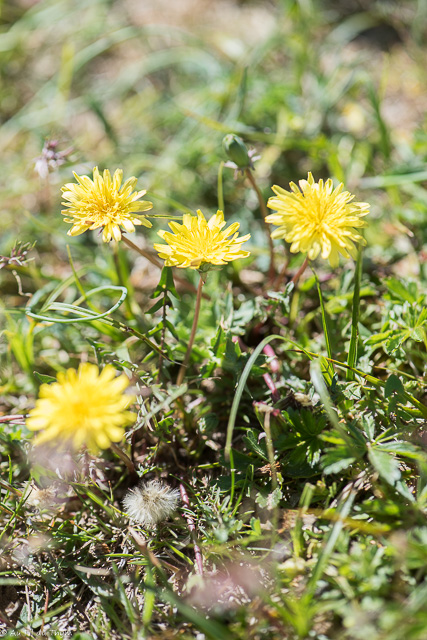 Photographie Plante
