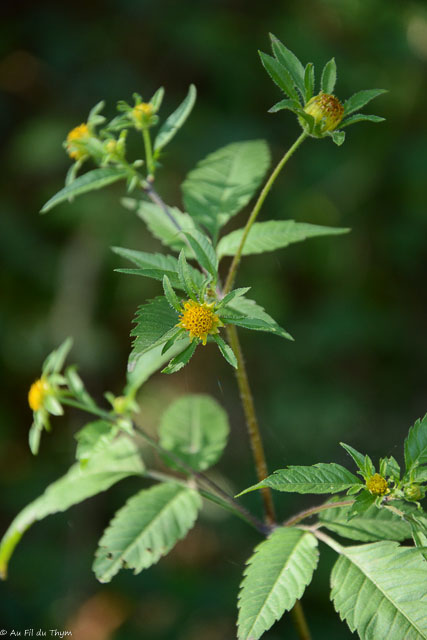 Photographie Plante