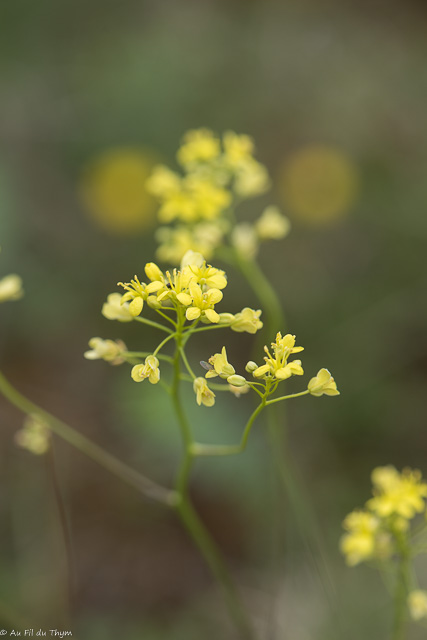 Photographie Plante