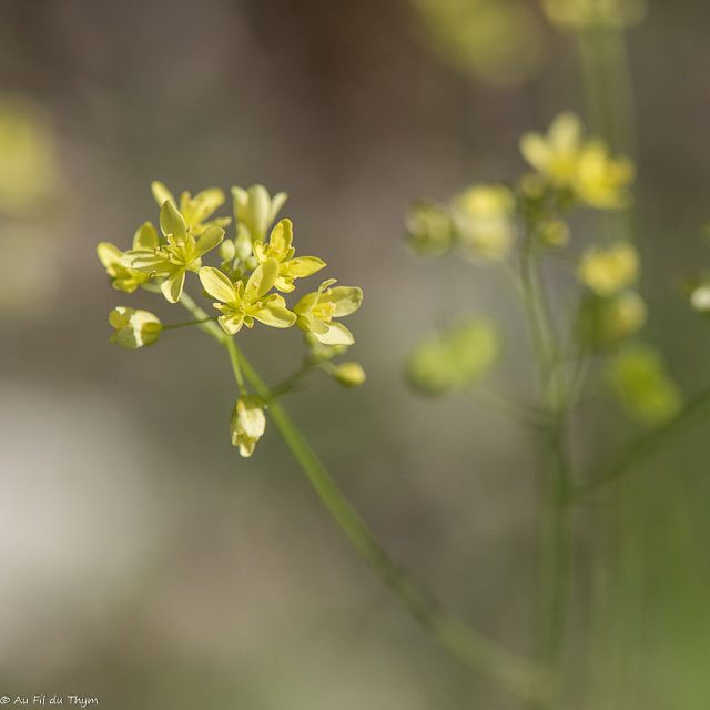 Photographie Plante
