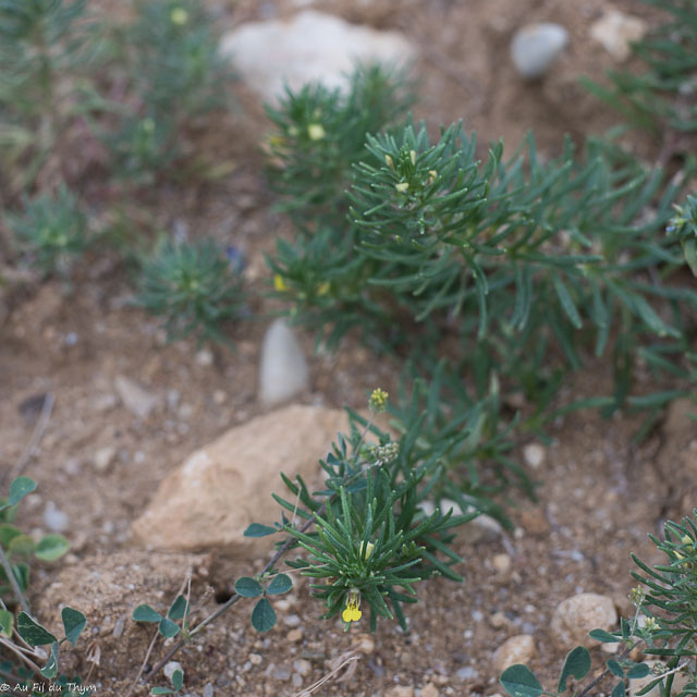 Photographie Plante