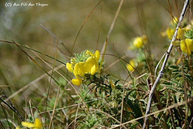 Photographie Plante