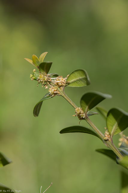 Photographie Plante