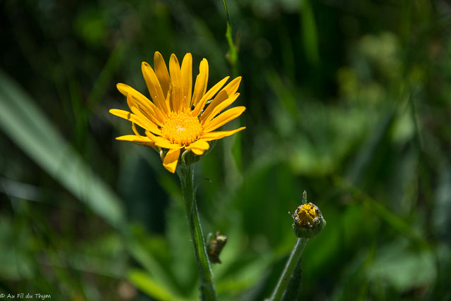 Photographie Plante