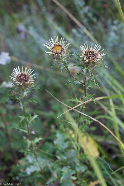 Photographie Plante