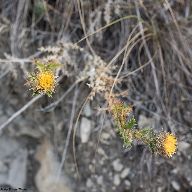 Photographie Plante