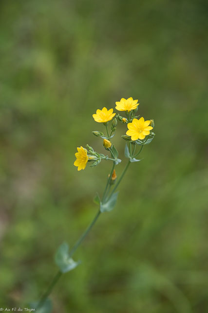 Photographie Plante