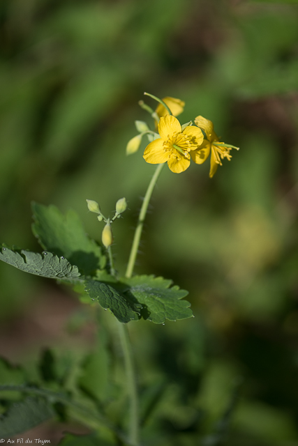 Photographie Plante