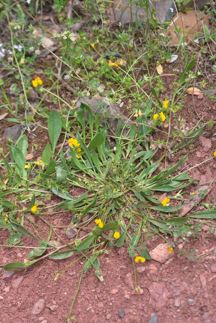 Photographie Plante