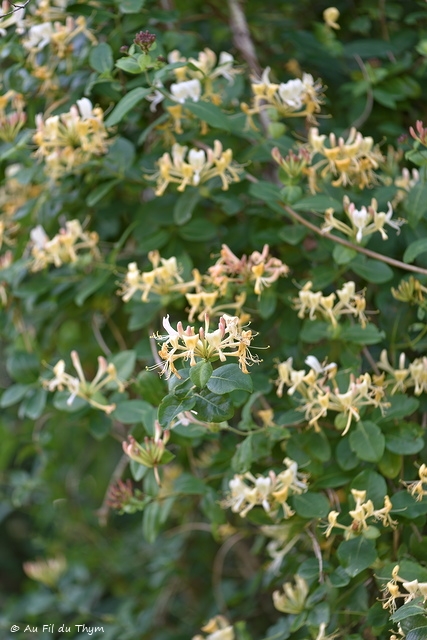 Photographie Plante