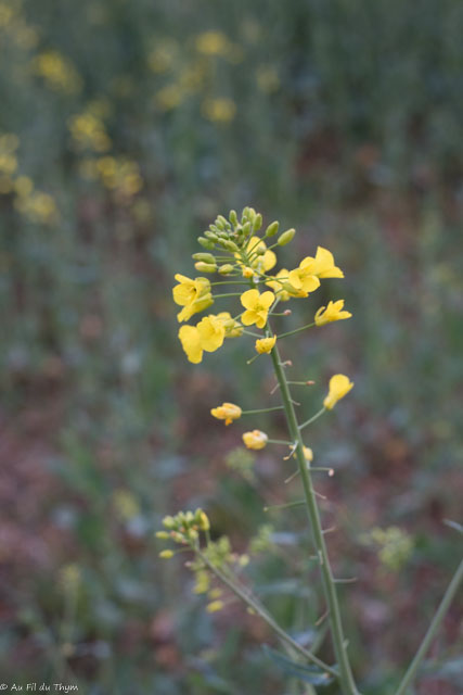Photographie Plante