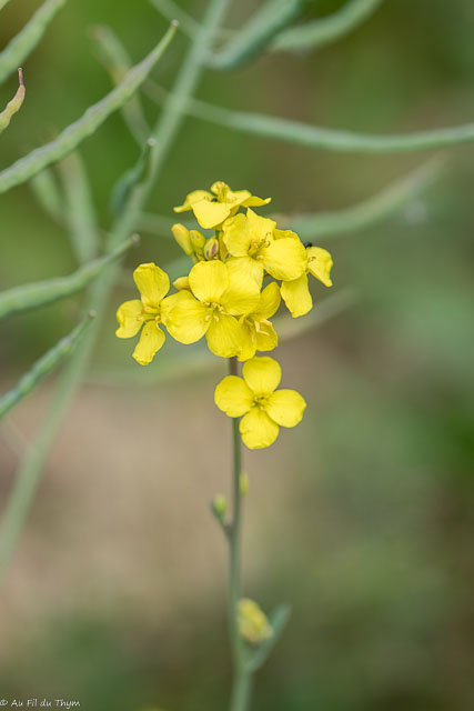Photographie Plante