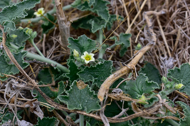 Photographie Plante