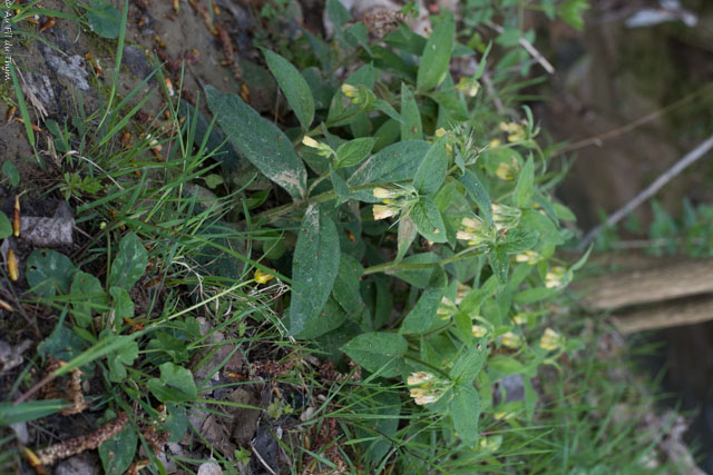Photographie Plante