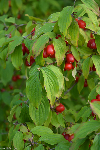 Photographie Plante