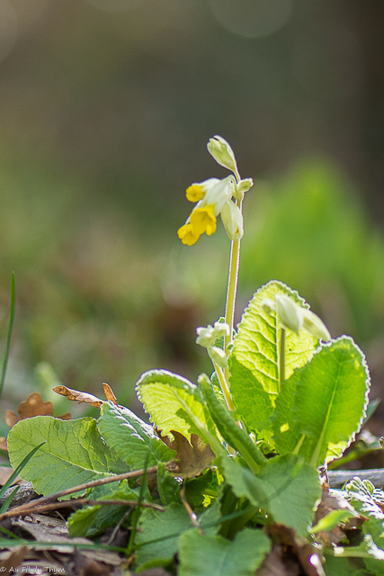 Photographie Plante