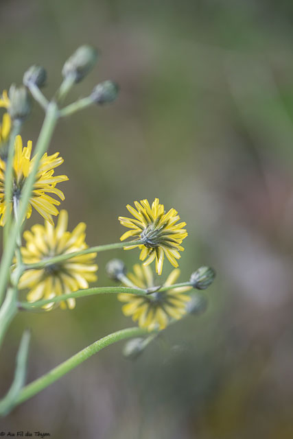 Photographie Plante
