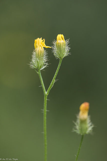 Photographie Plante
