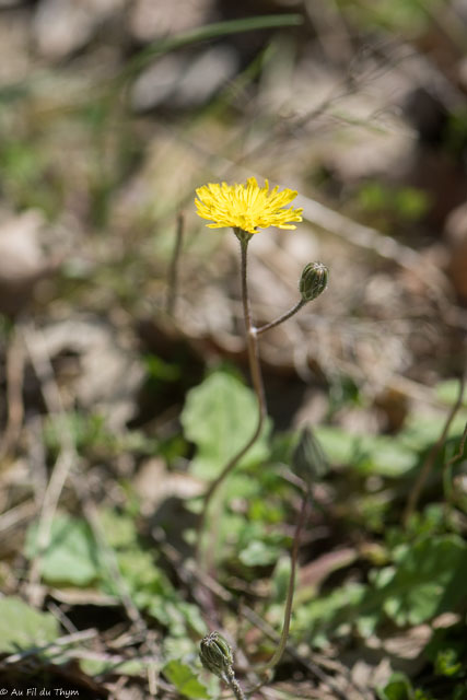 Photographie Plante