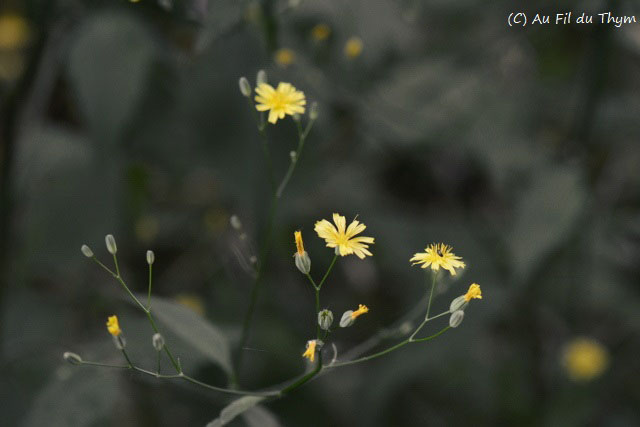 Photographie Plante