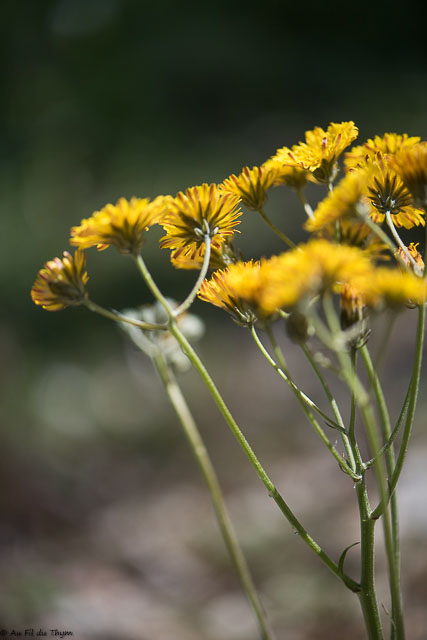 Photographie Plante