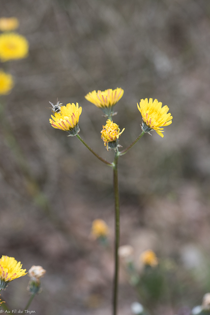 Photographie Plante