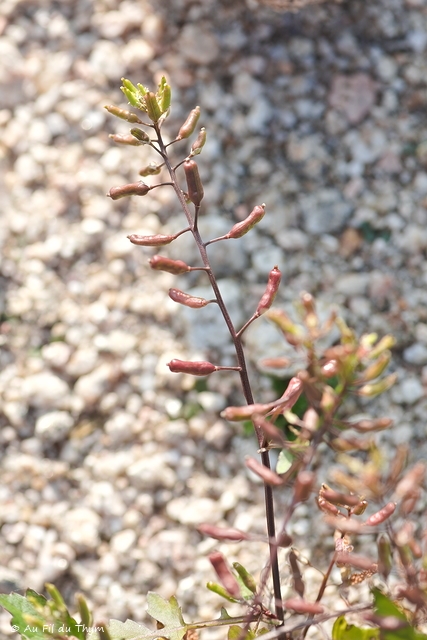 Photographie Plante