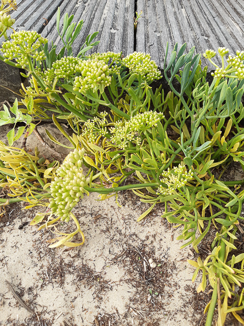 Photographie Plante