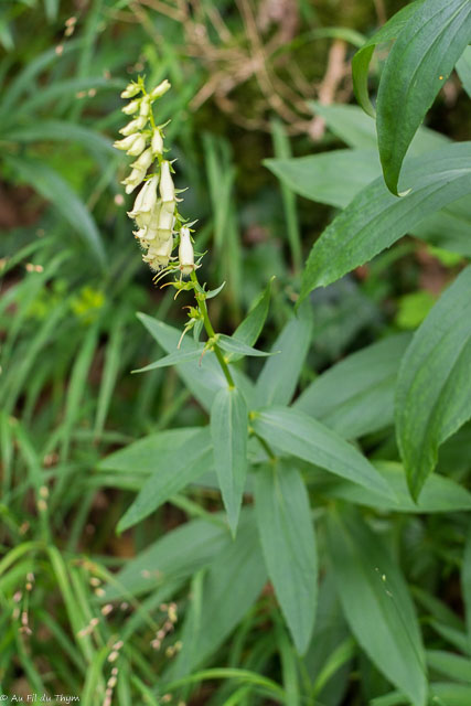 Photographie Plante