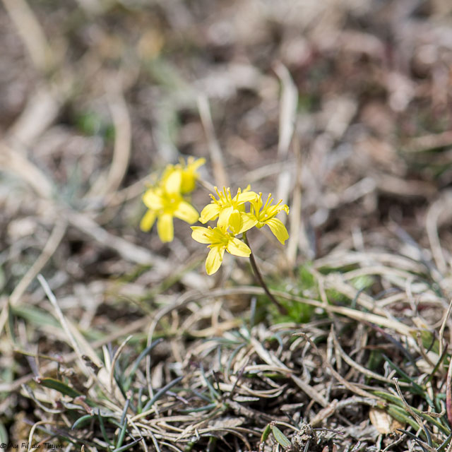 Photographie Plante