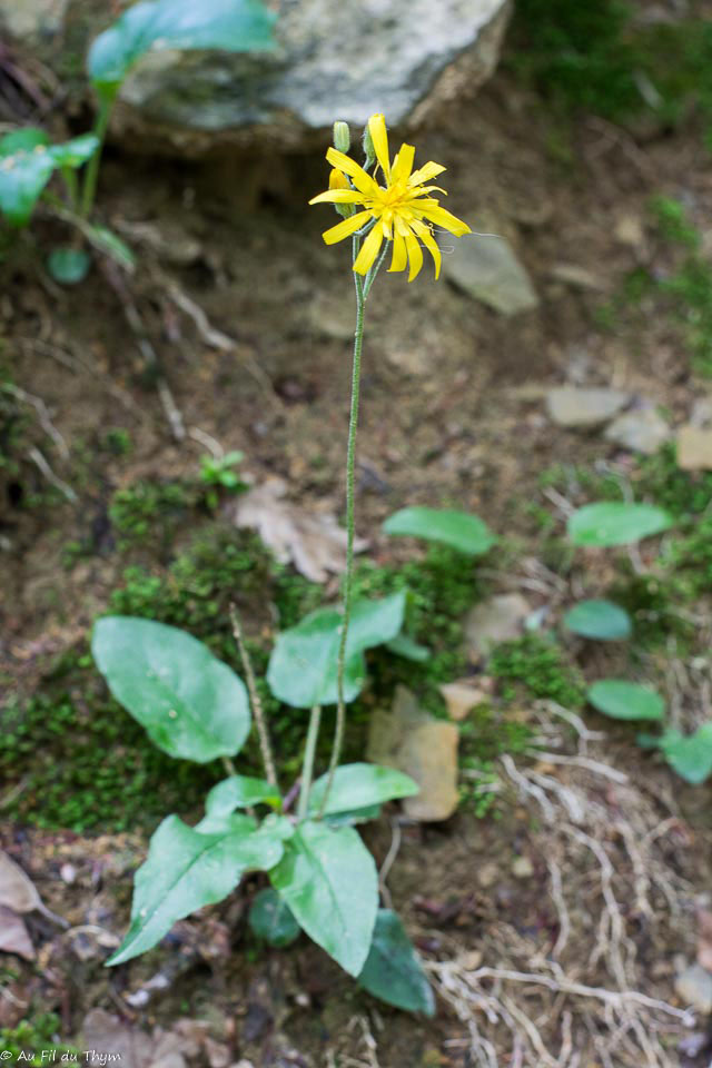 Photographie Plante