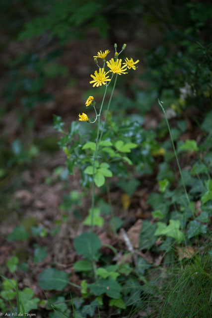 Photographie Plante