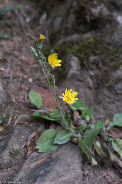 Photographie Plante