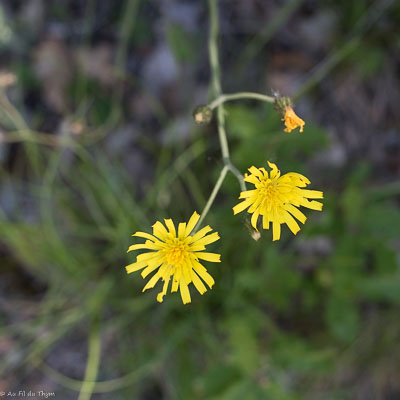 Photographie Plante